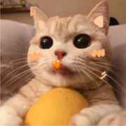 橘胖胖的猫