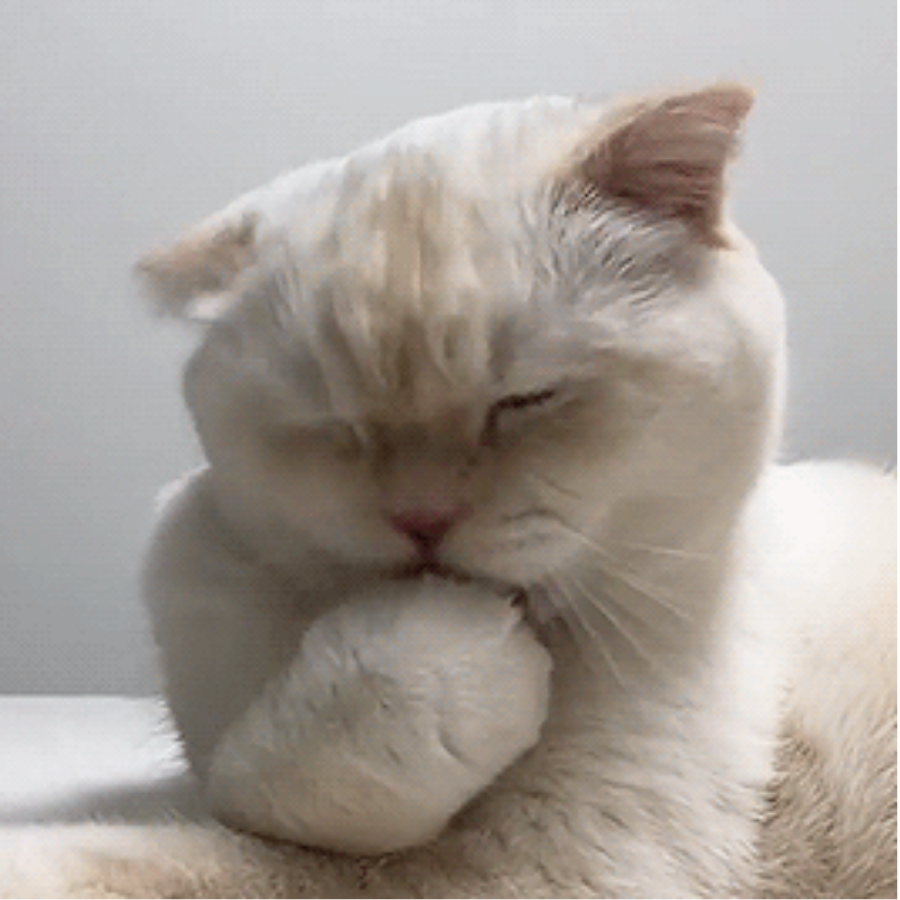 猫猫很乖