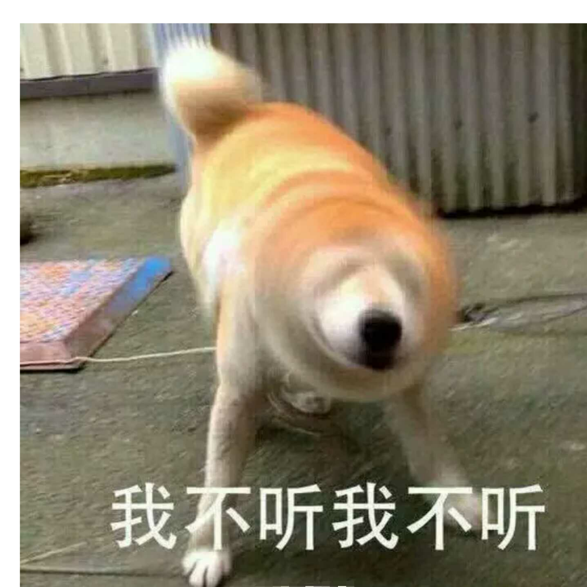 老司机仲达