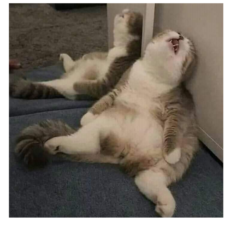 不吃猫的鱼