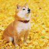 犬