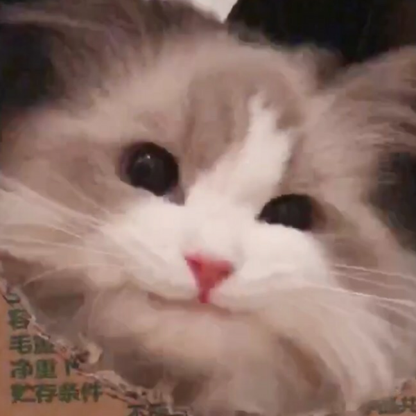 嘉言懿行
