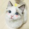 梼杌·