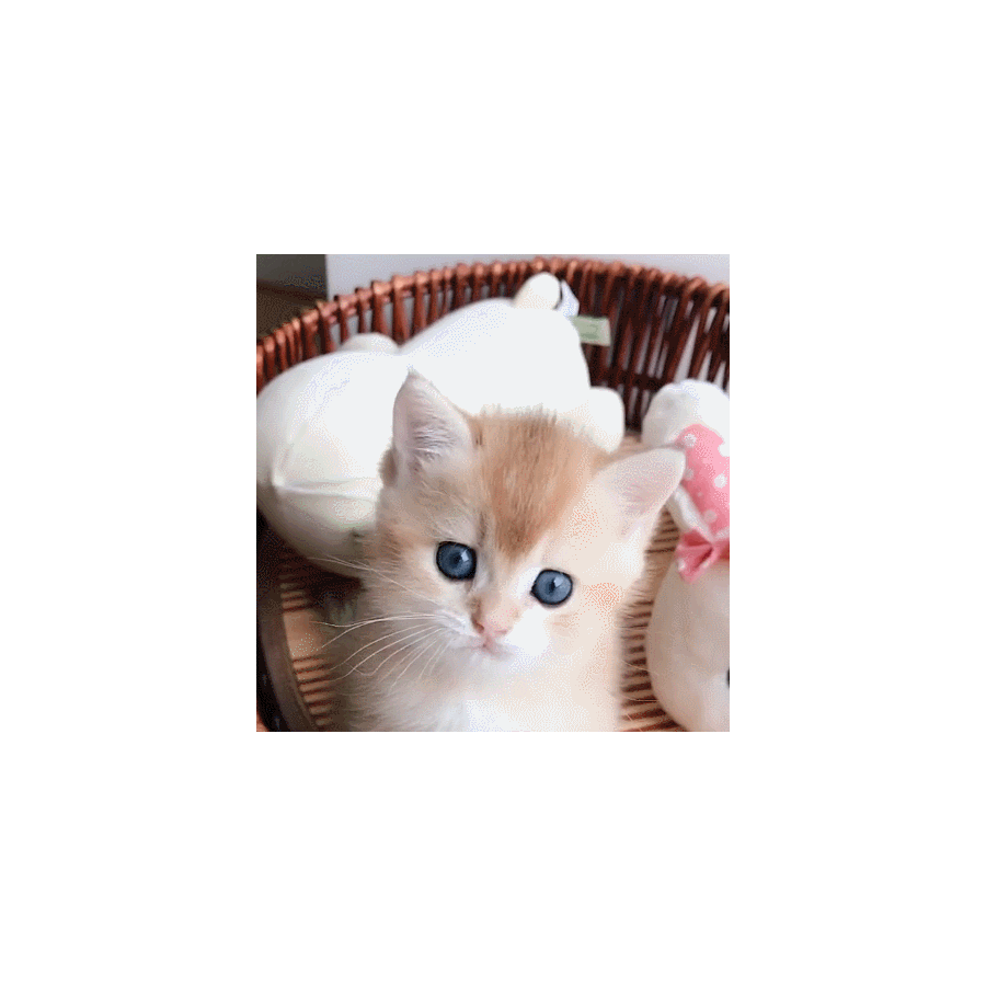 这不是猫猫D: