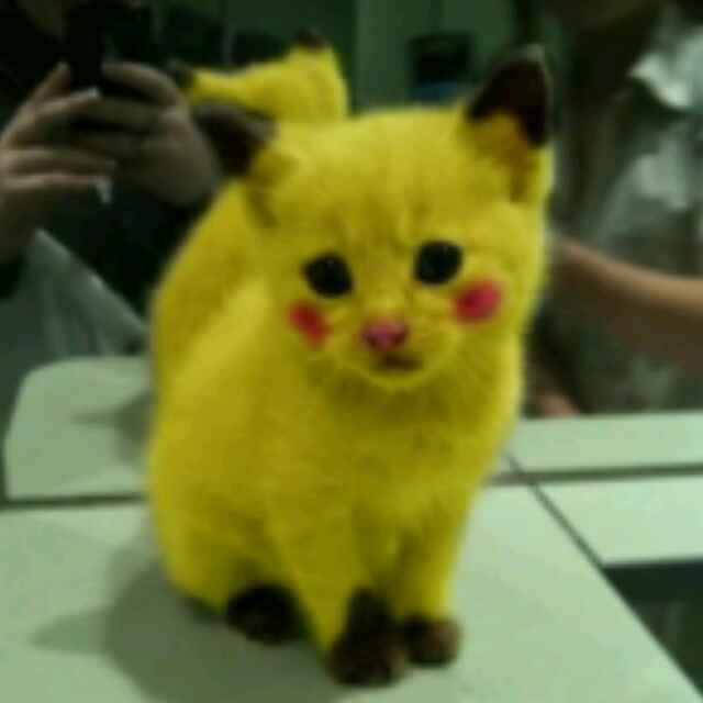 银狐