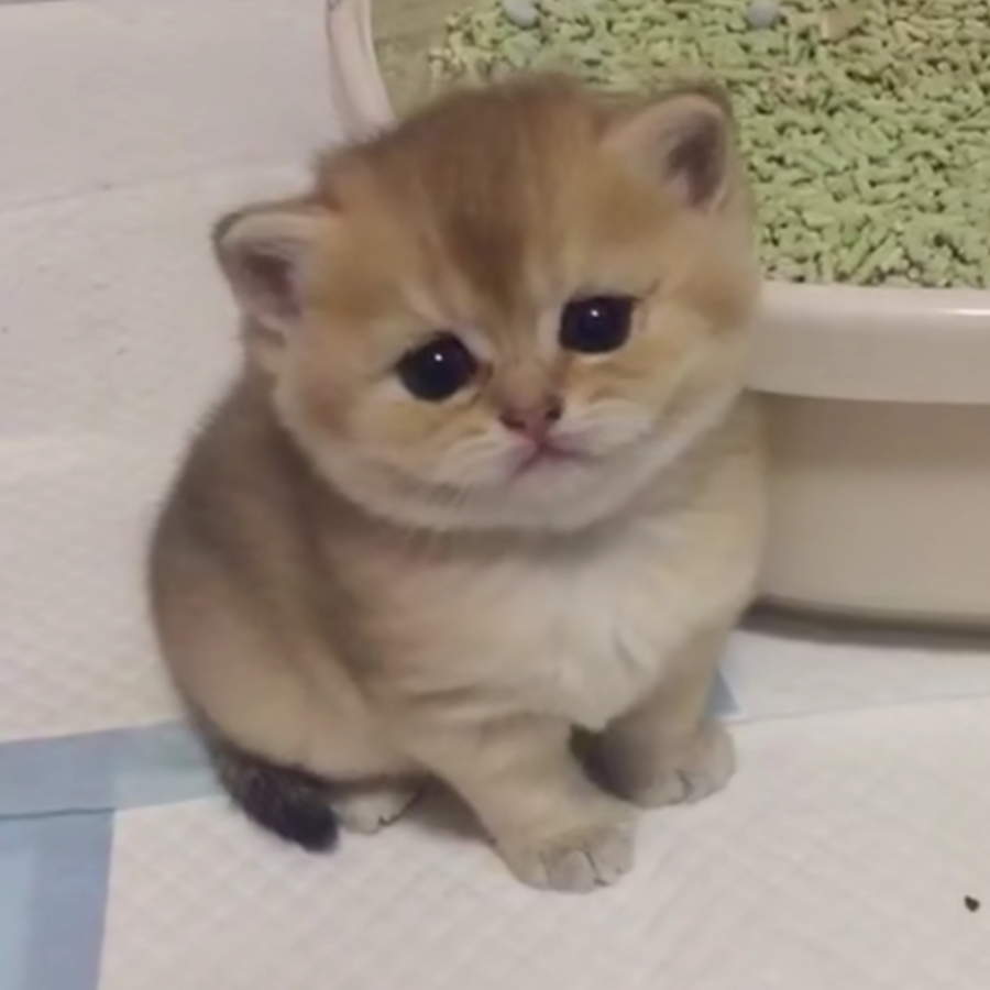 苏天巡