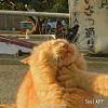 小猪汤圆