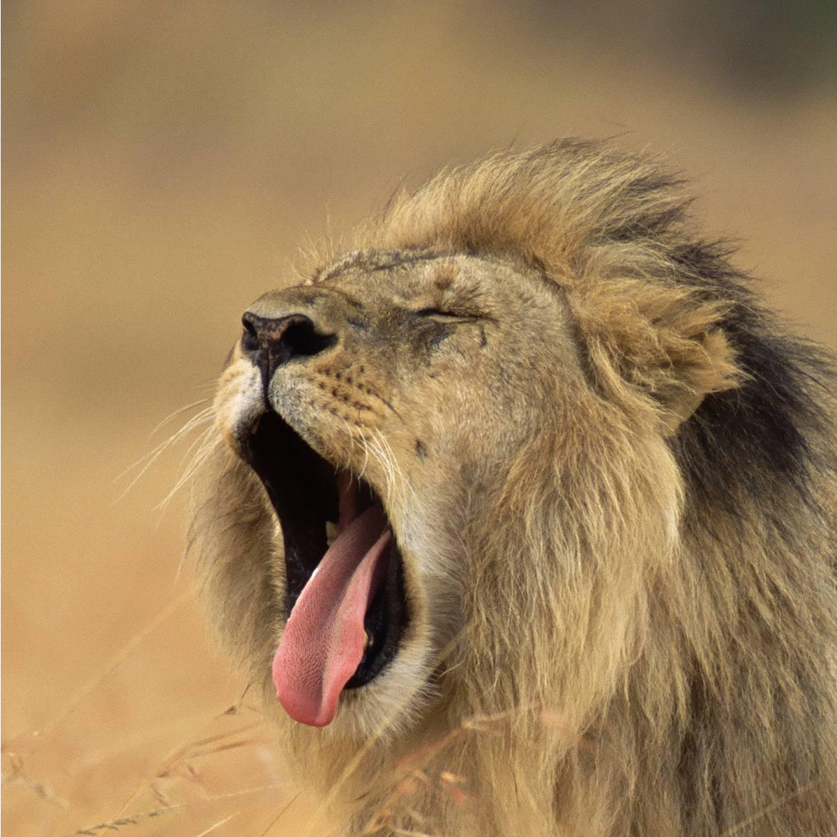 这是一个手机用户