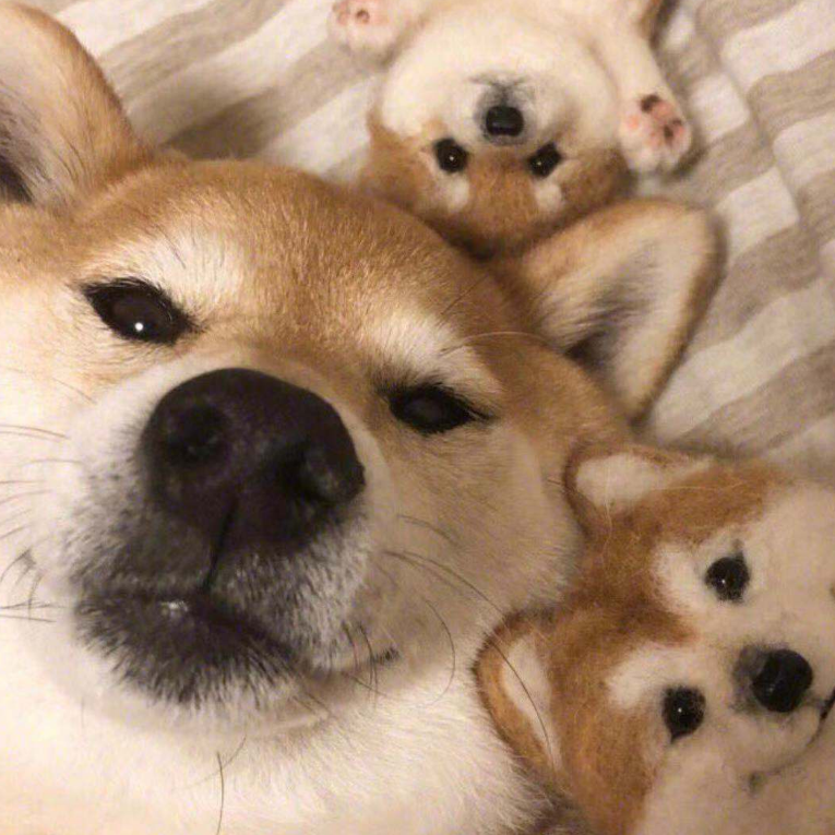 六崽