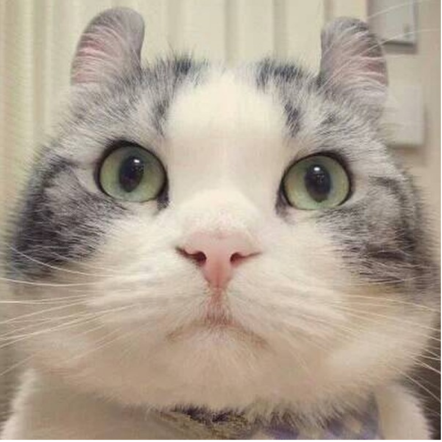 树荫下的猫