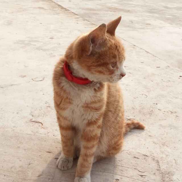 瞎