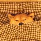 度°