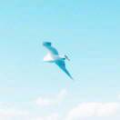 你若精彩 自有安排