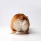 杰