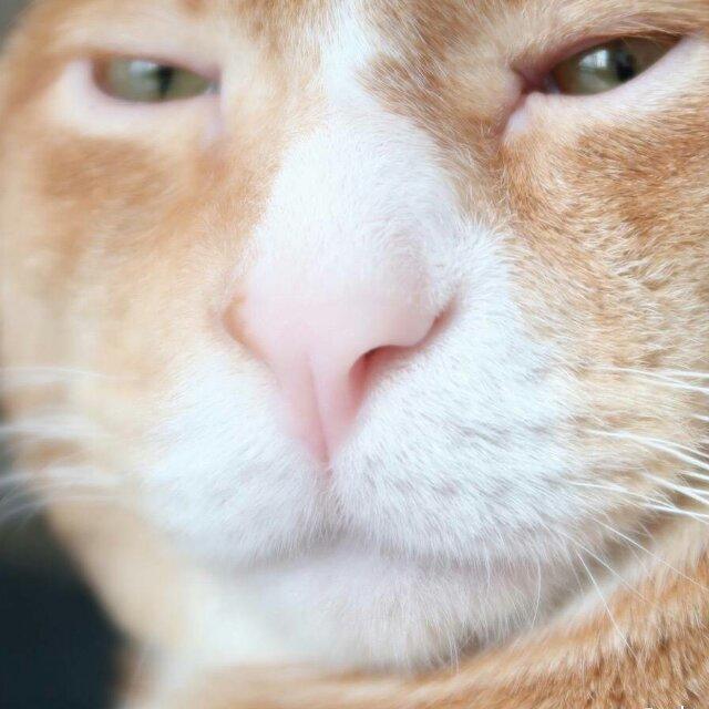 优哉游哉