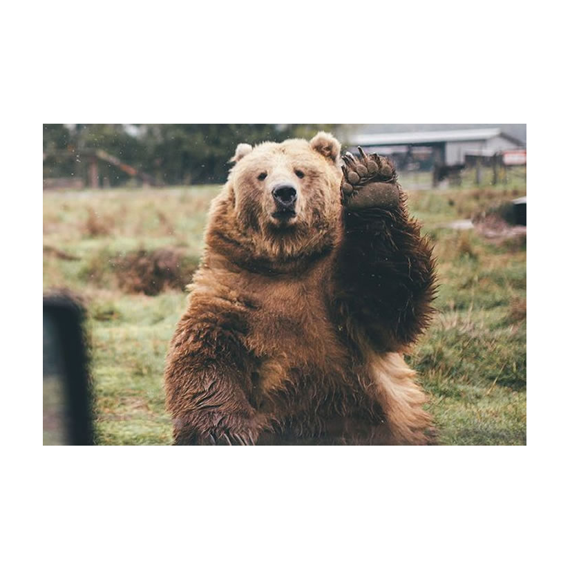 天下狗贼一家亲