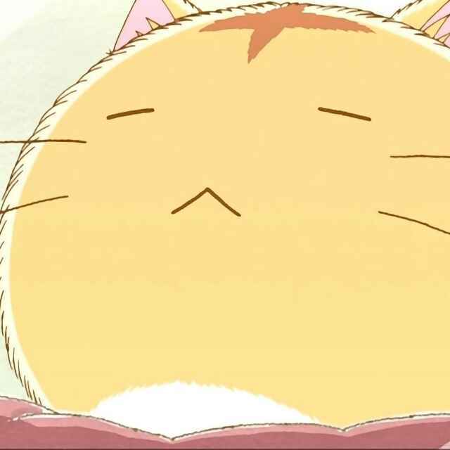 呆猫，
