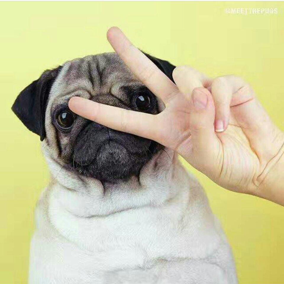 遠