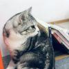 梦魇