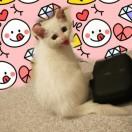 给你刺个青叽叽叽叽