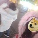鱼酱