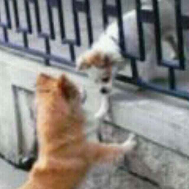 锅