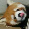 哒咩子