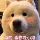 大猪蹄砸