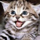 去钓鱼的馋猫