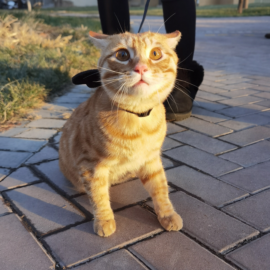 稚初