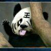 我姓朱@