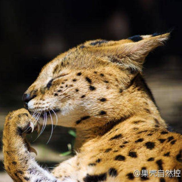 不懂爱的野蛮人