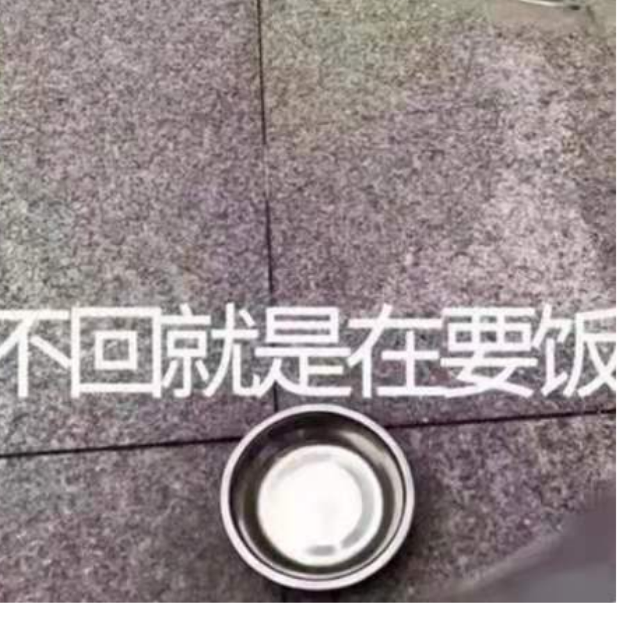 泰迪