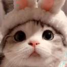 尼古拉斯 · 猪皮