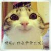 ♥瓜皮喵🐱