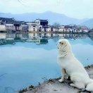 想飞上天的咸鱼