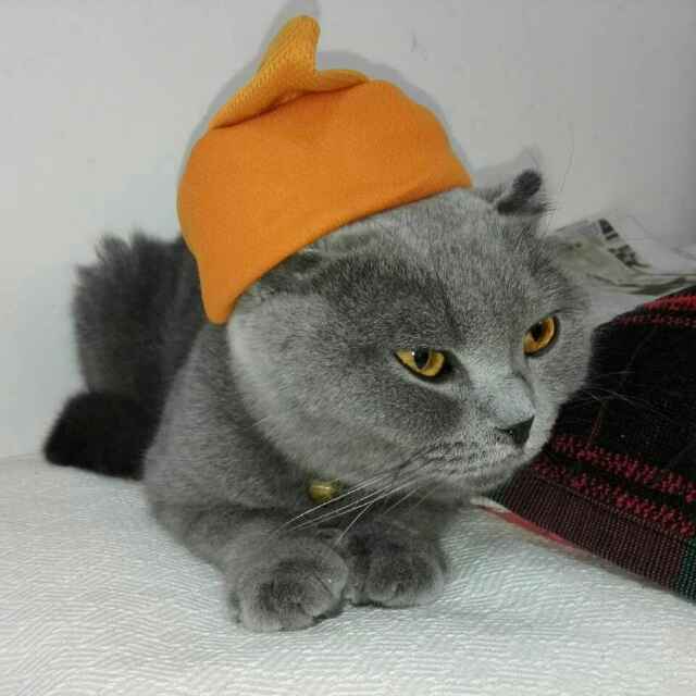 飓风小猪