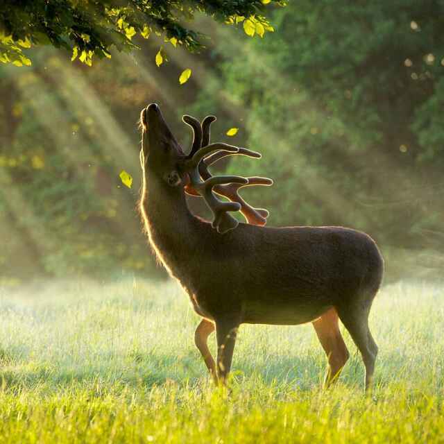 请问,游侠用精卫之翼好呢,还是索尔之锤?