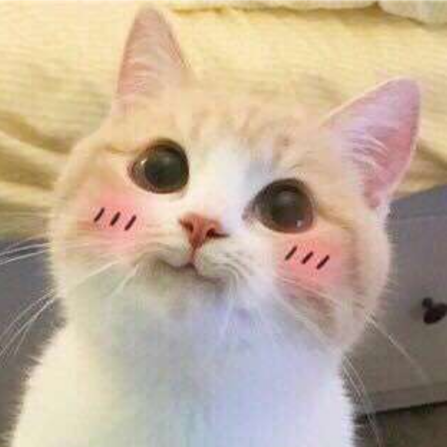 墨鱼