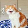 ( ´∵｀)