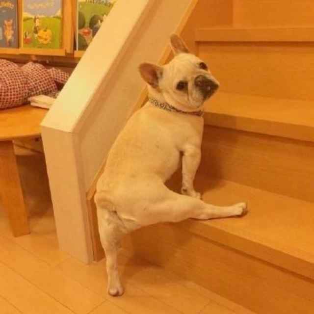 *黑白是个小透明。