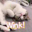 努力！努力！再努力！