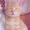 我是喵🐱