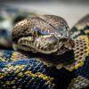 老长虫🐍️