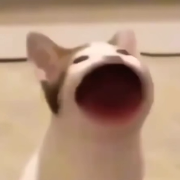贾贾熙
