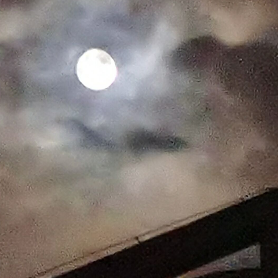 脊索动物