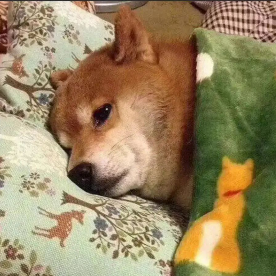 大熊猫