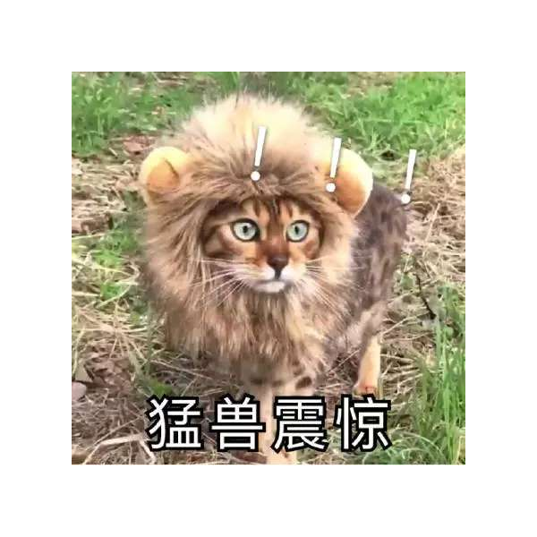 狸花猫