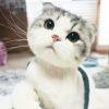 官一    江湖大虾米