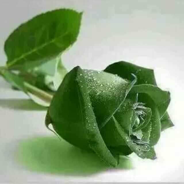 一生所爱